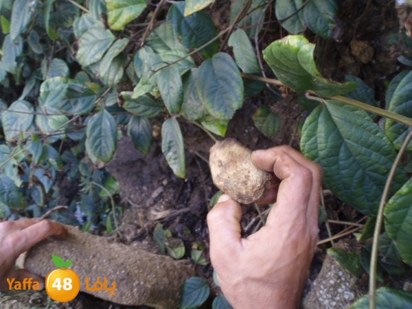 qeshla n 724 (6).JPG